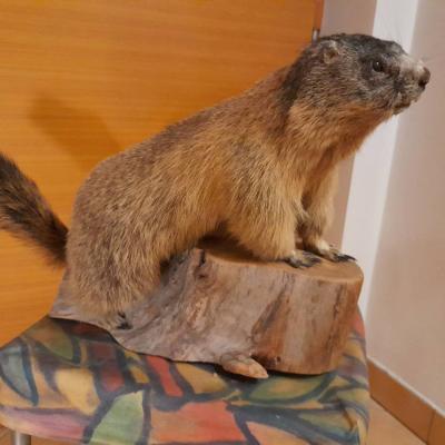 Verkaufe Murmeltier - thumb