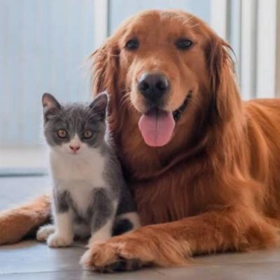 Catsitter und Dogsitter - thumb