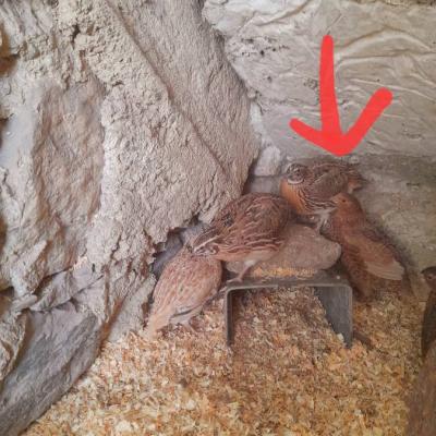 Wachtelhan herzugeben aus naturbrut.von letztem herbst..2025 - thumb