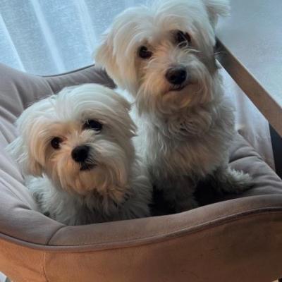 Liebevolles zuhause gesucht - thumb