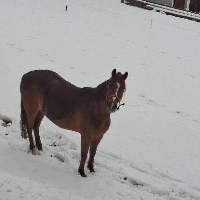 Sehr schöne Araberstute 6 jahre alt an erfahrene Reiter zu verkaufen - thumb