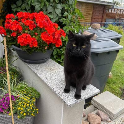 Wohnung in oder um Klobenstein jetzt oder später gesucht, ab 50 m² - thumb