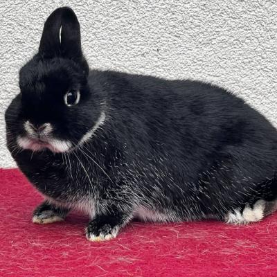 Farbenzwerge - thumb