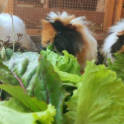 2 Meerschweinchen zu verkaufen - thumb