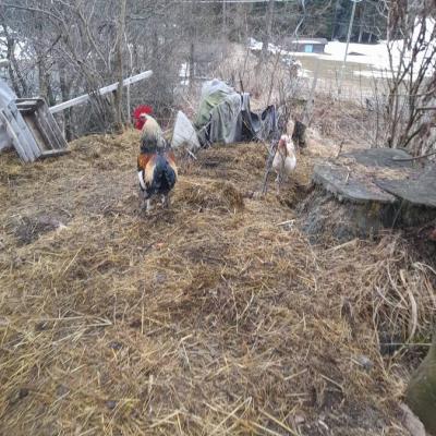 Naturbrut hahn - thumb