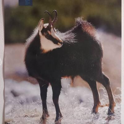 Verschenke Poster - thumb