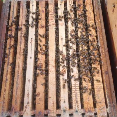 Bienenvölker zu verkaufen. - thumb