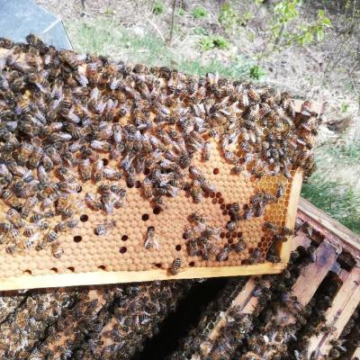 Carnica-Bienenvölker abzugeben - thumb