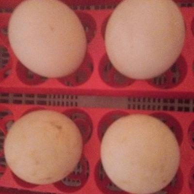 Kleine laufenten suchen warmen Stall - thumb