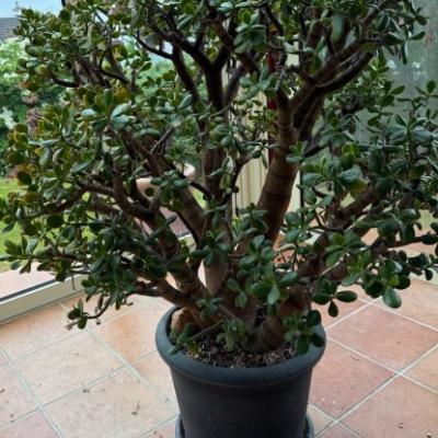 Geldbaum gesucht - thumb