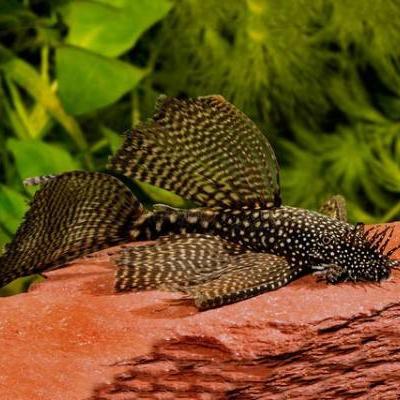 Antennenwels gesucht - thumb