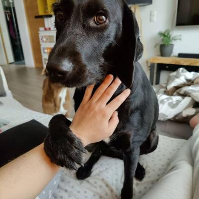 Liebevolles Zuhause gesucht - thumb