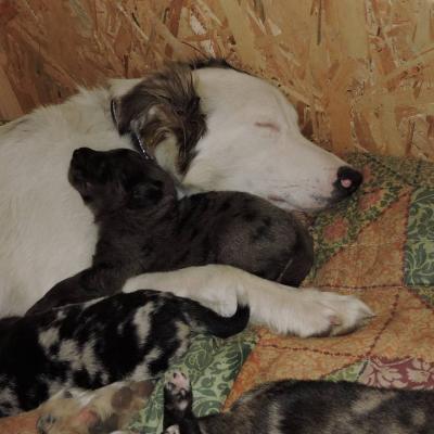 Wunderschöne Mischlingswelpen zu verschenken - thumb