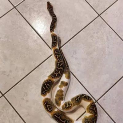 Tigerpython Schlange - thumb