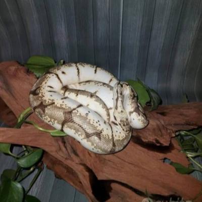 Königspython Schlange - thumb