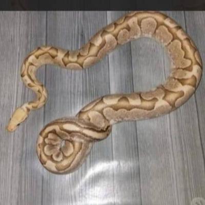 Königspython Schlange - thumb