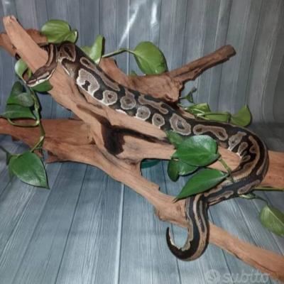 Königspython Schlange - thumb