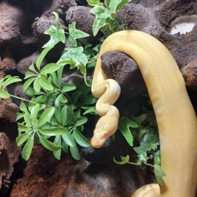 Königspython Schlange - thumb