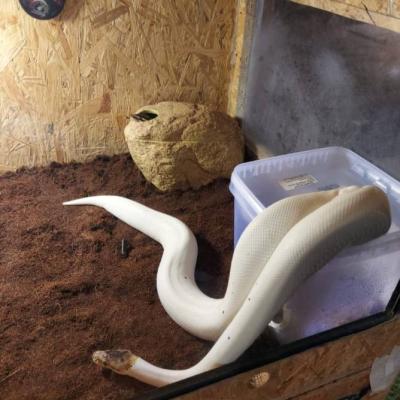 Königspython Schlange - thumb