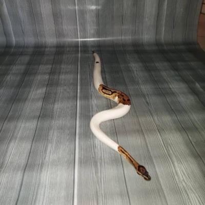 Königspython Schlange - thumb