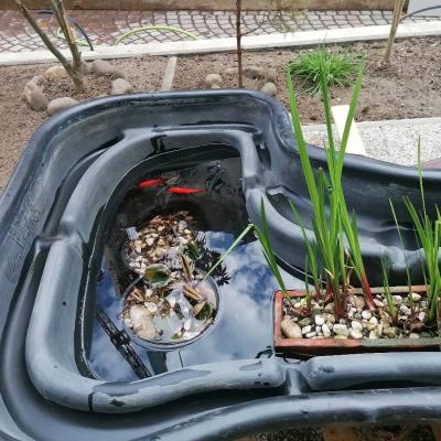 Teich mit Teichpflanzen und 2 Goldfischen - thumb