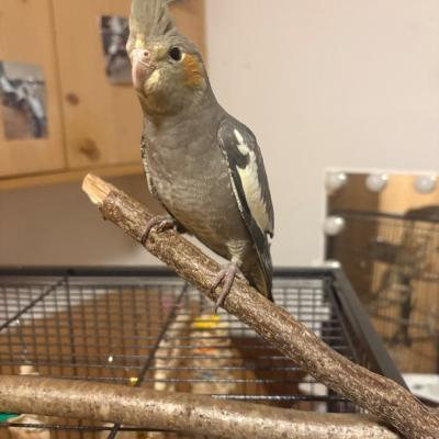 Verkaufe Nymphensittich Weibchen - thumb