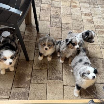 Mini Australian Shepherds - thumb