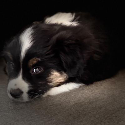 Mini Australian Shepherds - thumb