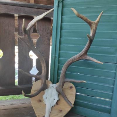 Hirschgeweih - Corna di cervo - thumb