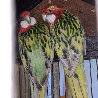 Rosellasittich-Pärchen in liebevolle Hände abzugeben - thumb