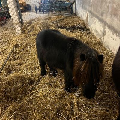 Pony mini. - thumb