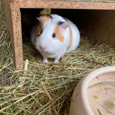 Meerschweinchen - thumb