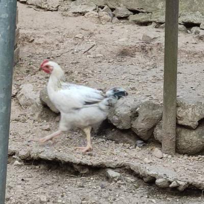 Zwei kleine junge Hähne zu verschenken (gallo nano) - thumb