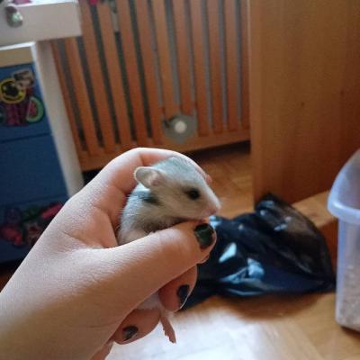 Goldhamster - thumb