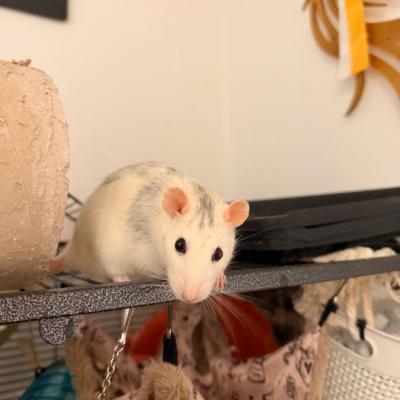 Zwei liebe Farbratten suchen ein neues Zuhause - thumb