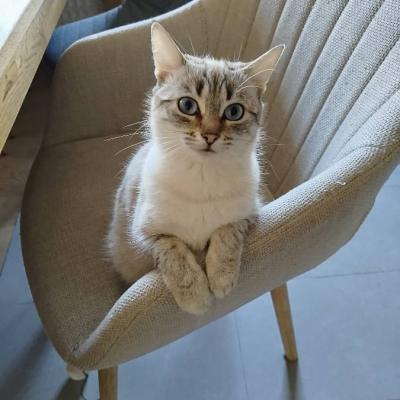 1 jährige Katze sucht ein liebevolles zuhause - thumb