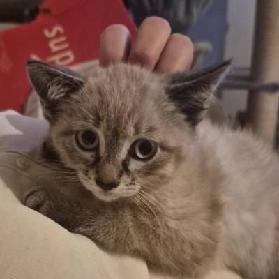 2 kleine Katzenmädchen - thumb