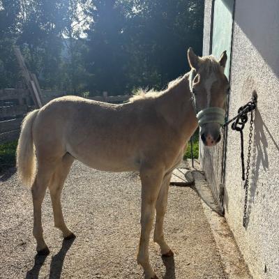 Haflinger Hengstfohlen - thumb