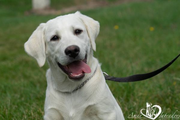 Labrador Junghund Danny