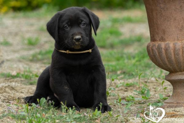 Labradorwelpen in elegantem schwarz und chocolate