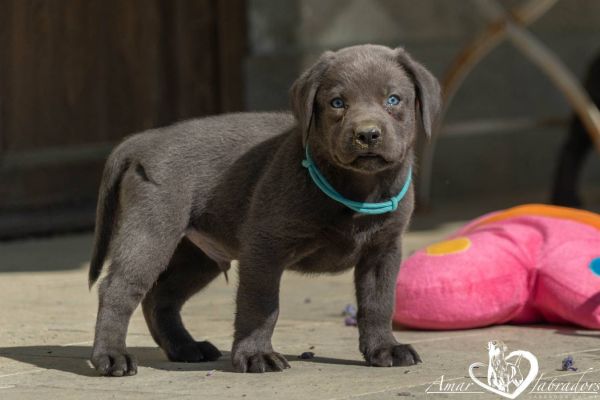 Labradorwelpen charcoal