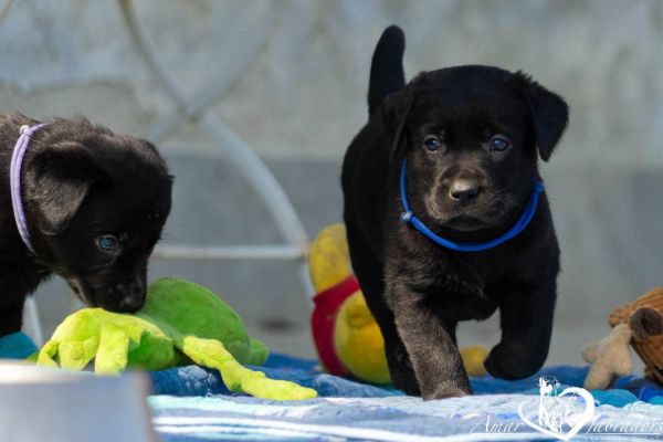 Labradorwelpen schwarz