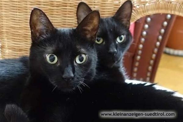 Vermisst: weibliche schwarze Katze