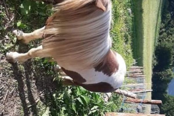 Verleihe Pony Hengst zum decken