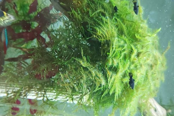 Fische Black Mollys zu verschenken