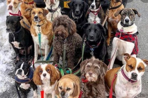 Hund- Dogsitter- freiwillige spende