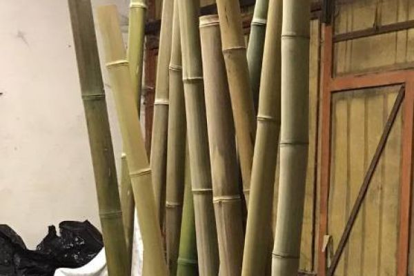 Bambusrohre