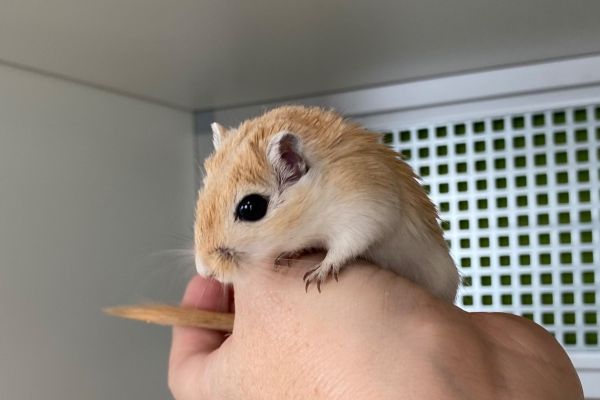Rennmäuse Girbilli Gerbil Wüstenrennmaus