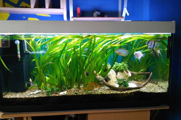 200 Liter Aquarium