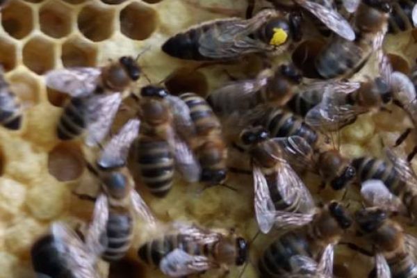 Carnica Bienenköniginnen zu verkaufen